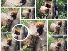 -成都大熊猫繁育研究基地