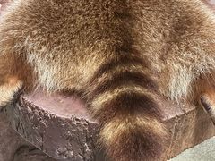 -more than meow吴止猫主题餐厅(承德 中船汇店)