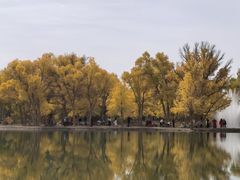 -金塔沙漠胡杨林景区