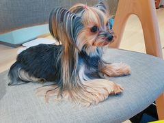 -Pets First伊珊娜洗护·精致美容·家庭式寄养(新会路店)