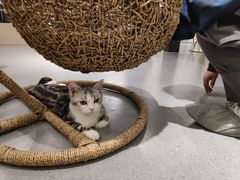 -飞行喵MR PILOT|猫舍·猫咖(静安大融城店)