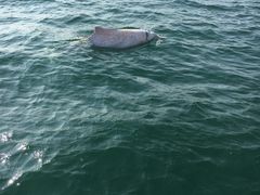 -鑫艋游艇海钓俱乐部