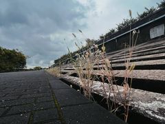 -上海滨江森林公园