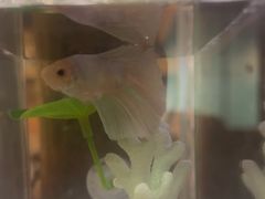 -意卡菲·欢乐聚会餐厅(华侨店)