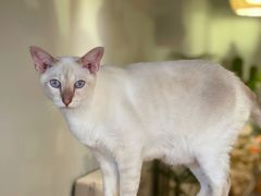 -Cappucimeow猫咪咖啡馆(韦伯时代店)