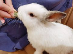 -猫猫幼稚园·撸猫·桌游·电玩