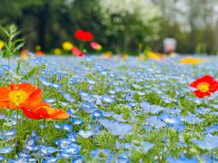 -上海滨江森林公园