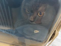 -宠颐生动物医院·猫科·心脏科(海口分院)