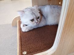 -飞行喵MR PILOT|猫舍·猫咖(静安大融城店)