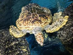 -烟台海昌鲸鲨海洋公园