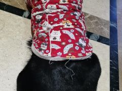 -猫色咖啡·猫咖