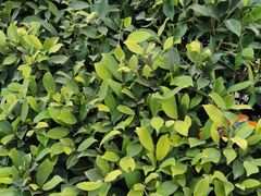 -猫咪博物馆(顶澳仔猫街店)