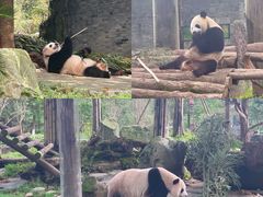 -都江堰中华大熊猫苑