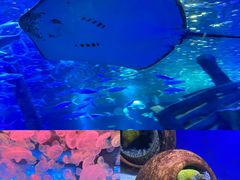 -江和美海洋公园