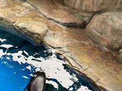 -海合安武汉极地海洋公园