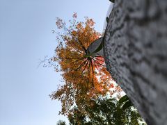 -东莞植物园