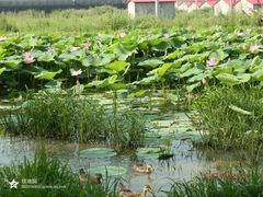 荷花池的鸭子-北纬44度·金珠花海休闲农业旅游景区