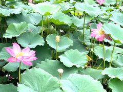 -天津东丽湖风景区