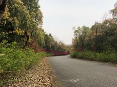 -上海海湾国家森林公园