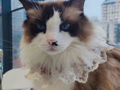 -怪兽屋·羊驼·猫咖·狗咖(俊华广场店)