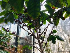 -MUSEO COFFEE咖啡博物馆