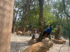 -西双版纳傣族园
