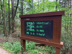 -天目山大树王景区