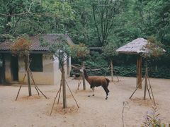 -杭州动物园