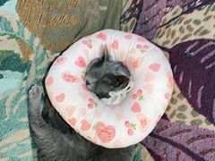 -喵屿·大理花园猫咖