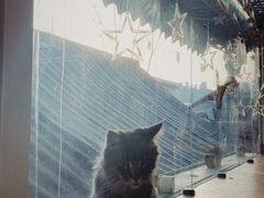 -猫小院猫主题咖啡厅(北锣店)