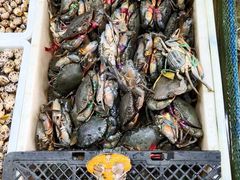 膏蟹肉蟹黄油蟹处女蟹-都斛海鲜街