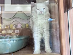-钦宠·猫咪售卖·洗护·寄养(东圃旗舰店)