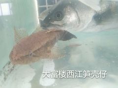 -八仔大富楼·河鲜(西江店)