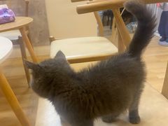 -猫咪派对(江南西店)