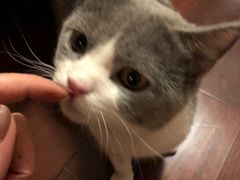 -猫大福·Fortune Cat猫舍(百子湾店)