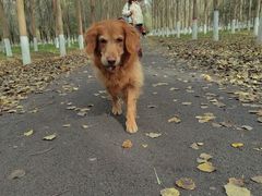 -北京观赏动物医院·24小时大型综合·猫专科·异宠专科
