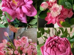 -溪岸路花鸟市场