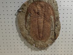 -辽宁古生物博物馆