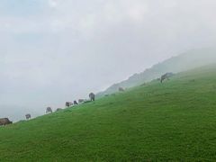 -大姆山草场