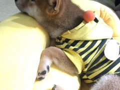 -逗柴咖啡屋·狗咖猫咖宠物桌游