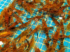 -三亚火车头万人海鲜广场