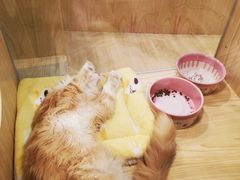 -屋虎猫馆(宝安大仟里店)