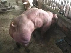 -天行健身＆天行拳馆跆拳道·格斗TXGYM