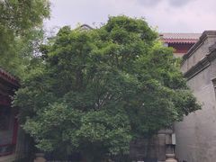 -上海老饭店(北京分店)