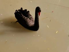 -兴芮温泉度假区