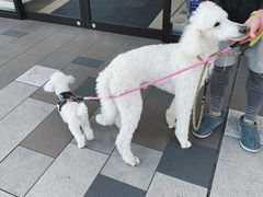 -轻井泽王子购物广场