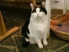 -Anne猫窝咖啡屋