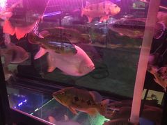 -大自然花鸟鱼虫市场