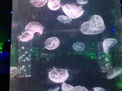 -南昌海洋公园