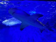 -太平洋海底世界